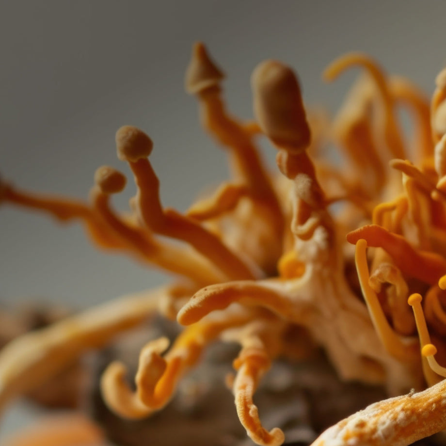 Cordyceps