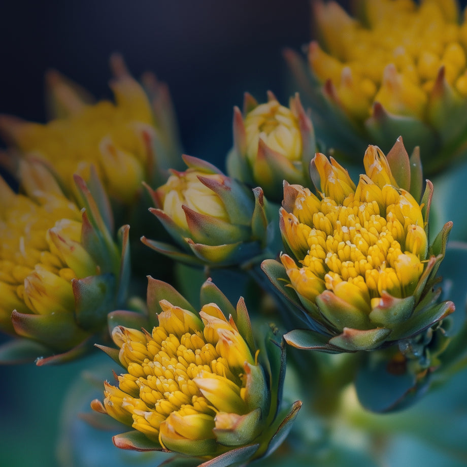 Rhodiola Rosea