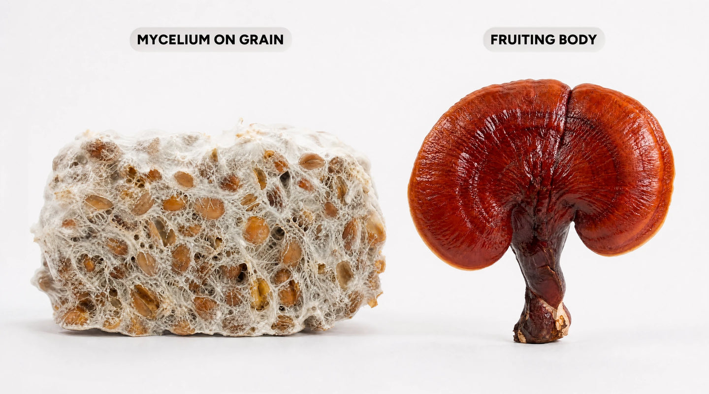 Mycelium grown on grain next to a mushroom fruiting body