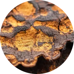 Chaga