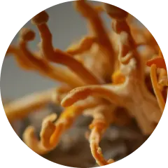 Cordyceps