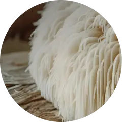 Lion's Mane