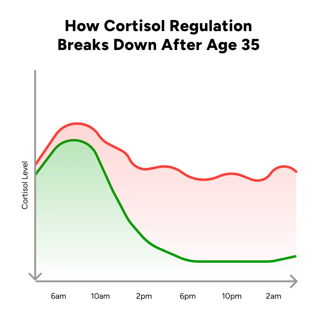 How Cortisol Regulation Breaks Down After Age 35