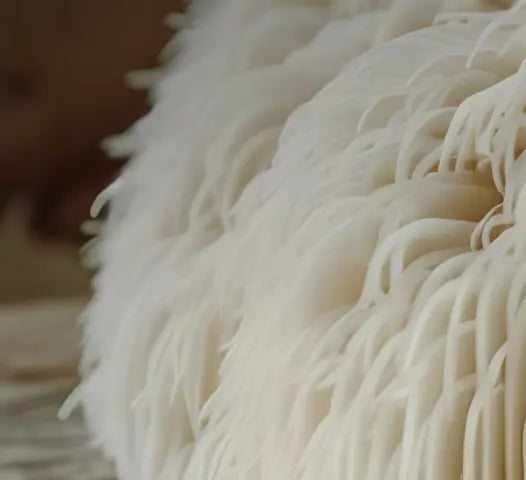 Lion's Mane