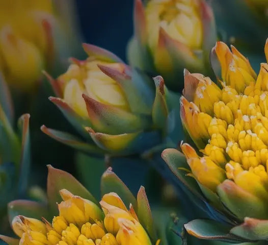 Rhodiola Rosea