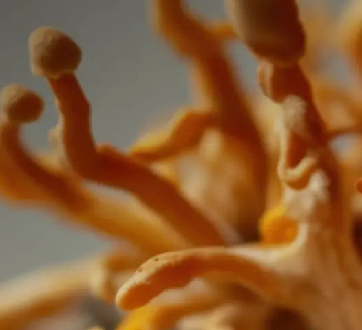 Cordyceps