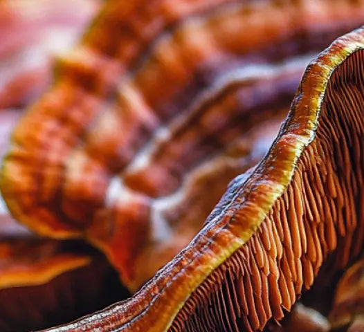 Reishi