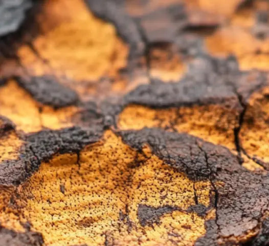 Chaga