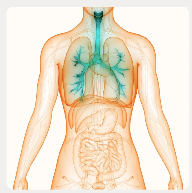 Anatomy illustration